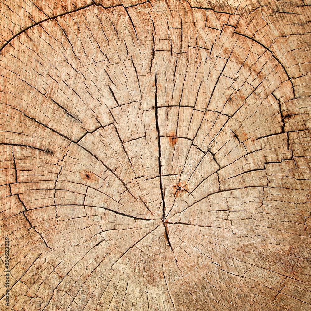 Fototapeta premium Cross section wood texture , wood rings Grunge