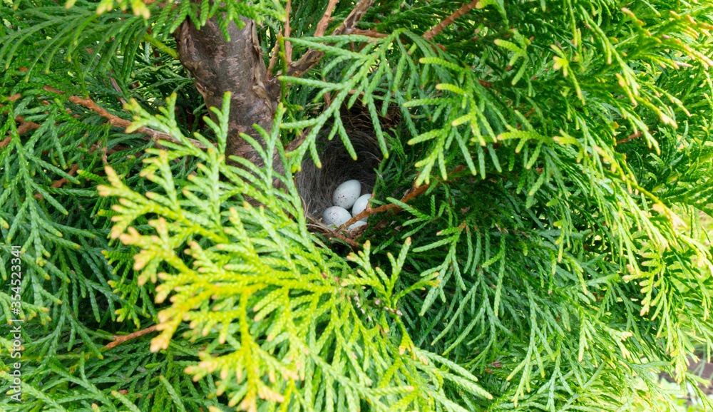 Small speckled white eggs in a nest. Laying of pied flycatcher eggs in a straw nest on a thuja tree in a garden. Small speckled white eggs in a nest. Laying of pied flycatcher eggs in a straw nest on a thuja tree in a garden.