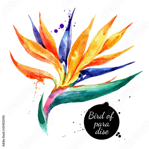 Hand drawn sketch watercolor tropical flower Bird of Paradise. Vector painted isolated exotic nature illustration
