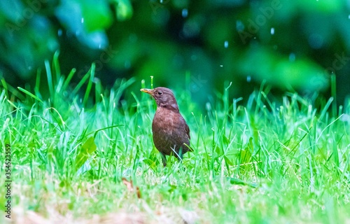 common blackbird female searching for food in rain © harshavardhan