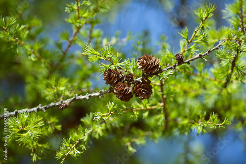 larch branch with brown dry cones against the blue sky and green needles on a sunny day. lmage with selective focus and noise effect