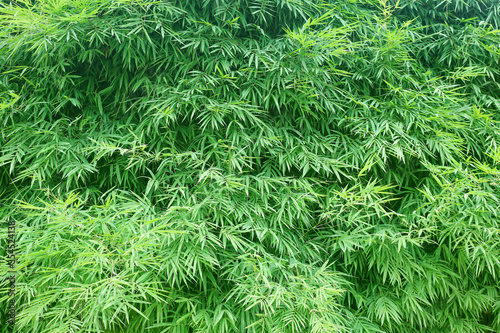 bamboo leaves nature background