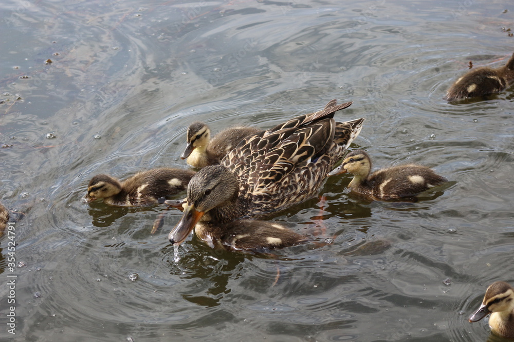 Wild duck with ducklings swim on the lake in spring
Wild duck with ducklings swim on the lake in spring