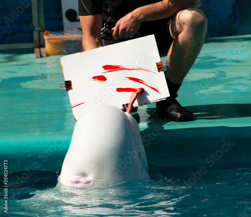 Fotografie whale beluga paints a picture with paints