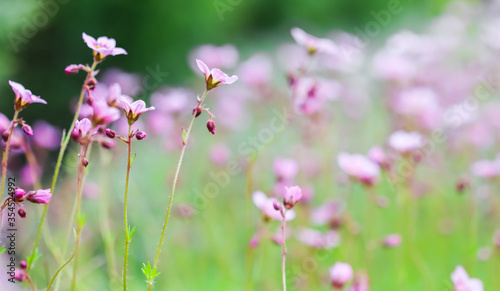Delicate white pink flowers of Saxifrage moss in spring garden