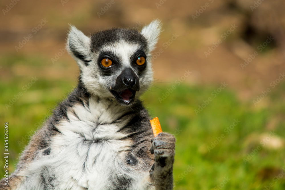 Obraz premium Funny furry Lemur look ahead and eats a vegetable