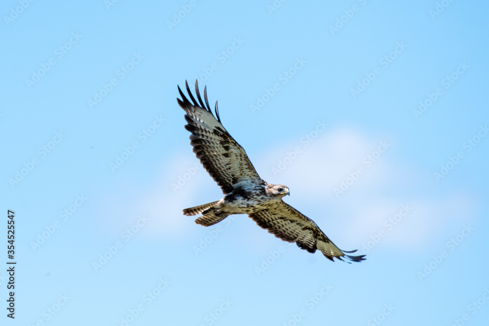 Obraz premium bird of prey Buteo buteo in flight