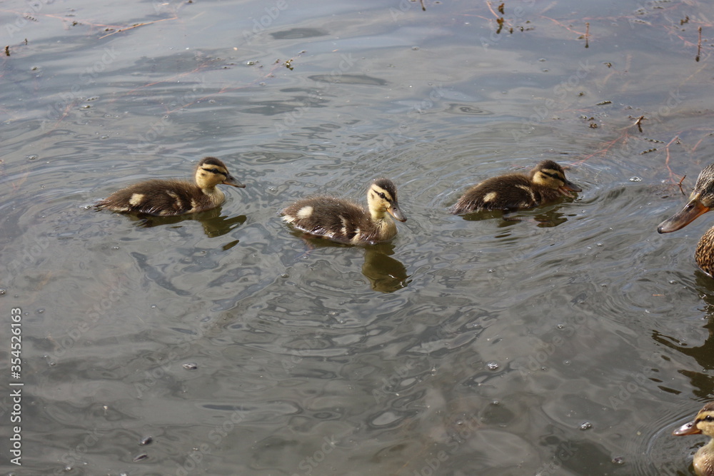 Little ducklings swim on the lake in spring
Little ducklings swim on the lake in spring