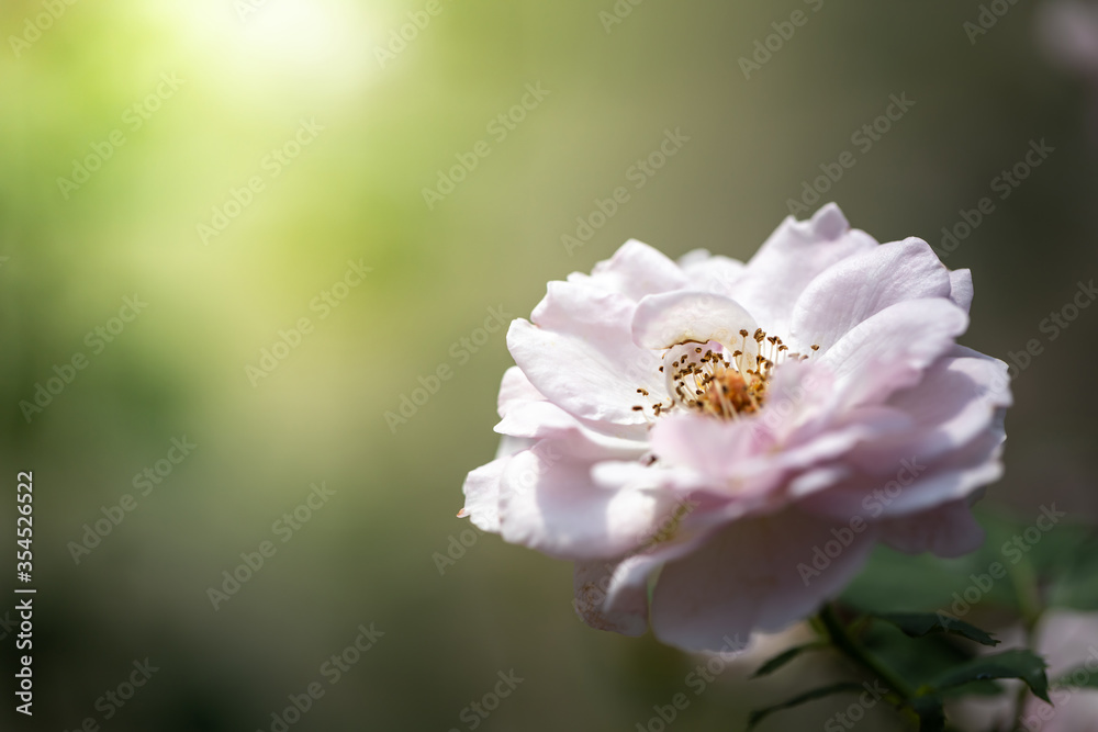 Obraz premium Roses in the garden