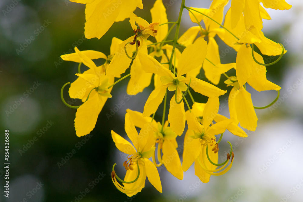 Obraz premium Ratchaphruek flowers bloom