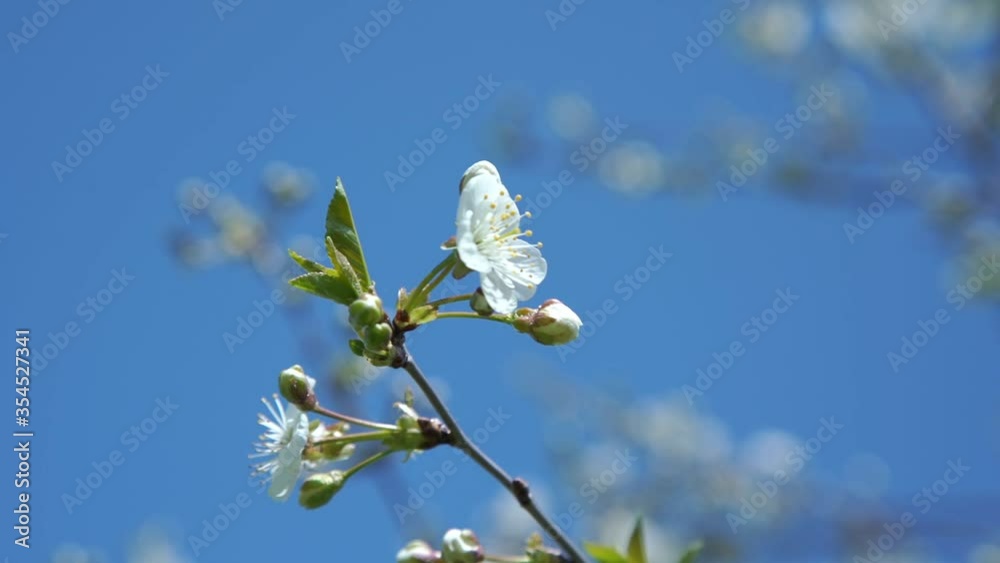 small white cherry tree blossom trembles under bright spring sunlight and clear blue sky slow motion close view small white cherry tree blossom trembles under bright spring sunlight and clear blue sky slow motion close view