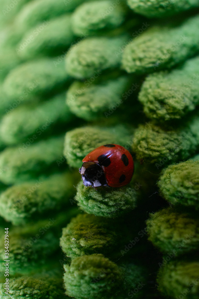 Obraz premium ladybug on top artificial grass