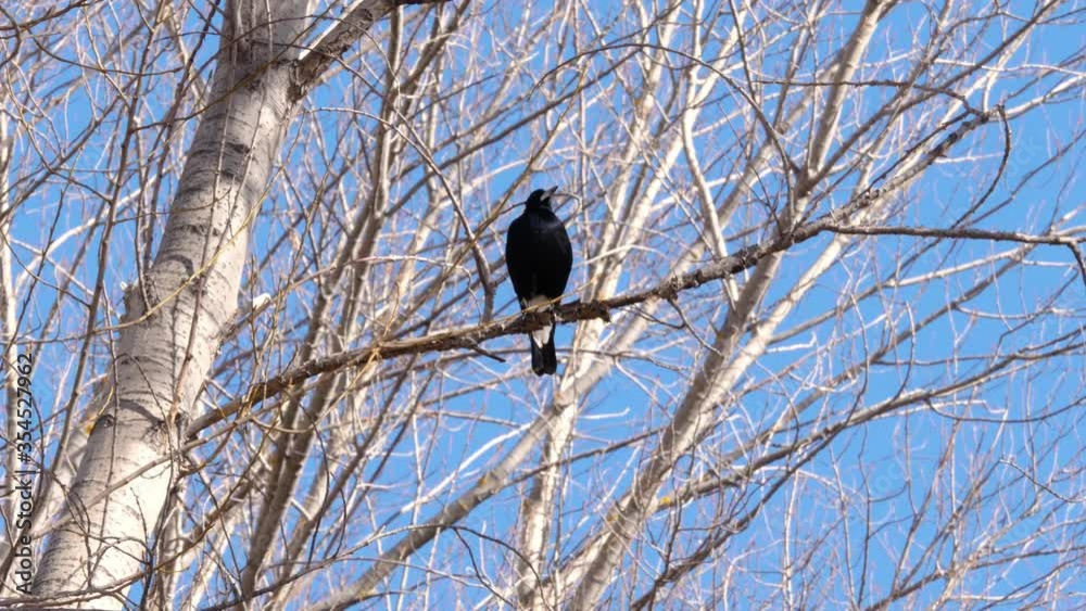 Large black crow sitting on a branch, looking around, searching for food, animal Large black crow sitting on a branch, looking around, searching for food, animal