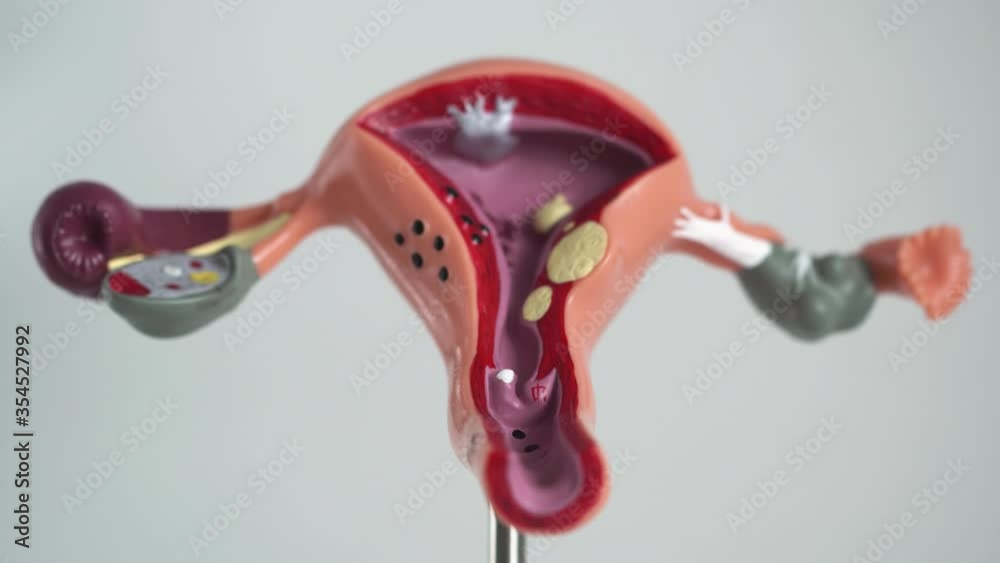 Mock female reproductive system on a white background, isolate ...