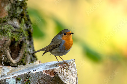 European robin standing on a piece of wood.  Blurred background. Erithacus rubecula. Portrait of a European robin

