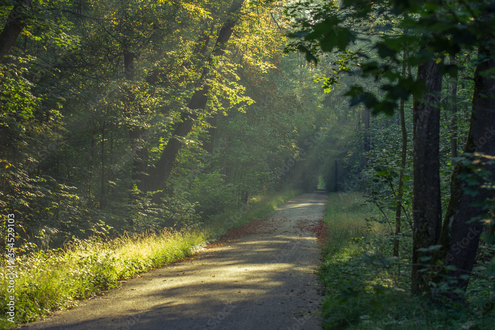 Fototapeta premium Sun shines on an autumnal road
