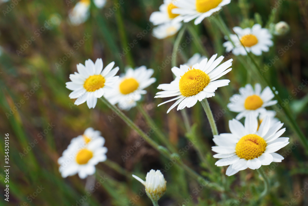 Beautiful chamomile flowers growing in field, closeup Beautiful chamomile flowers growing in field, closeup