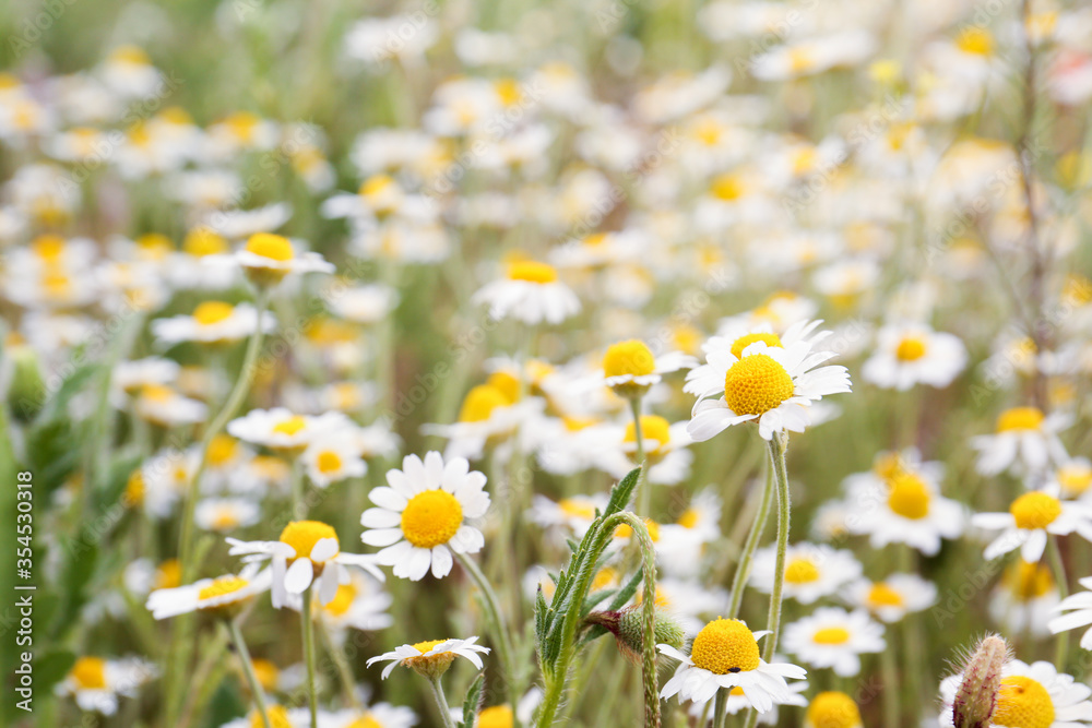 Beautiful chamomile flowers growing in field, closeup