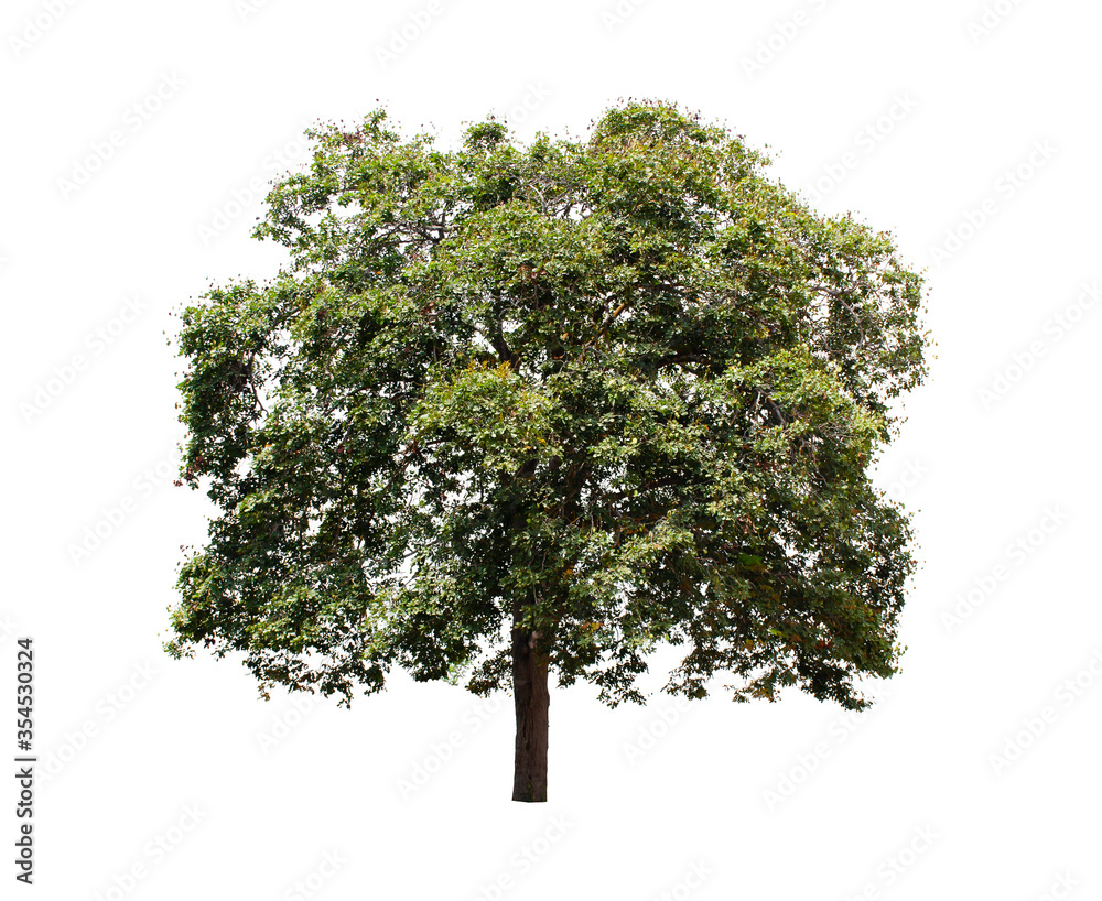 Fototapeta premium Isolated tree on white background.