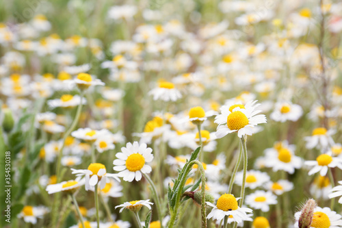 Beautiful chamomile flowers growing in field, closeup © New Africa