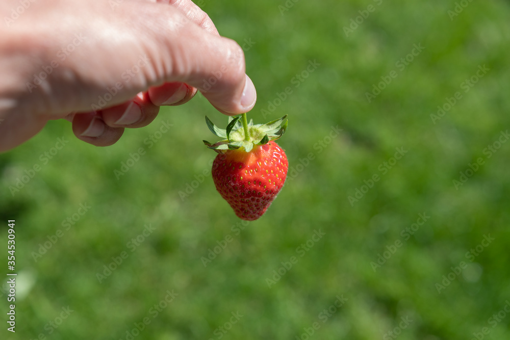 Obraz premium Erdbeeren pflücken - frische rote Erdbeere in der hand vor grünem Hintergrund mit Textfreiraum