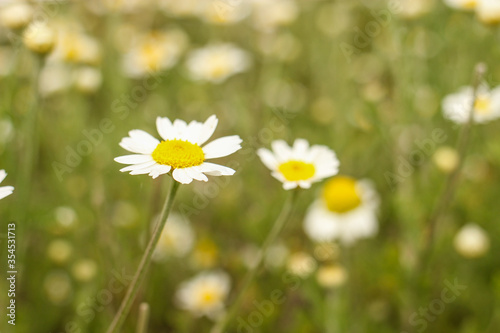 Chamomile flowers field close up. Selective focus
