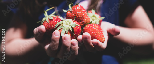 Erdbeere in der Hand halten - Panorama Erdbeeren photo