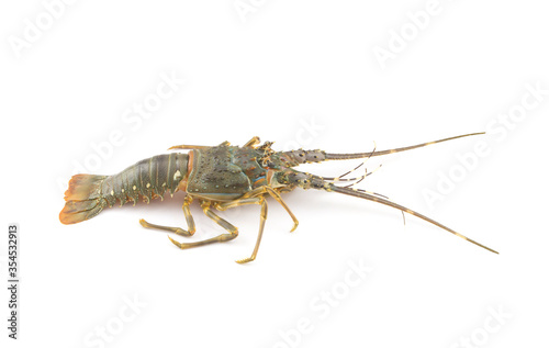 Fresh spiny lobster isolated on white background  Palinurus vulgaris