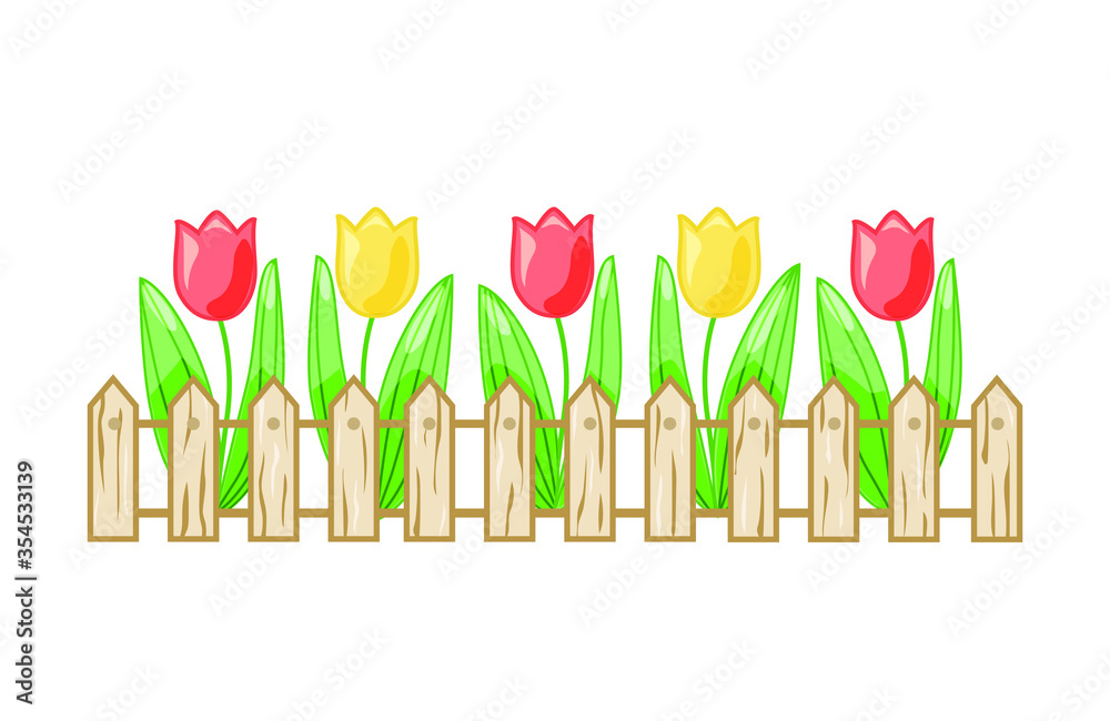 Colorful tulips in a flower bed behind a fence on a white isolated background. Vector.