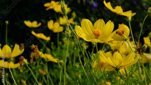 Beautiful yellow flower on summer season