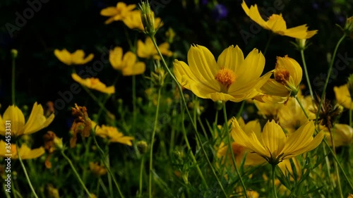 Beautiful yellow flower on summer season