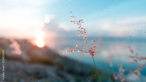 Sunset in the Flower © 9PAWINWIT