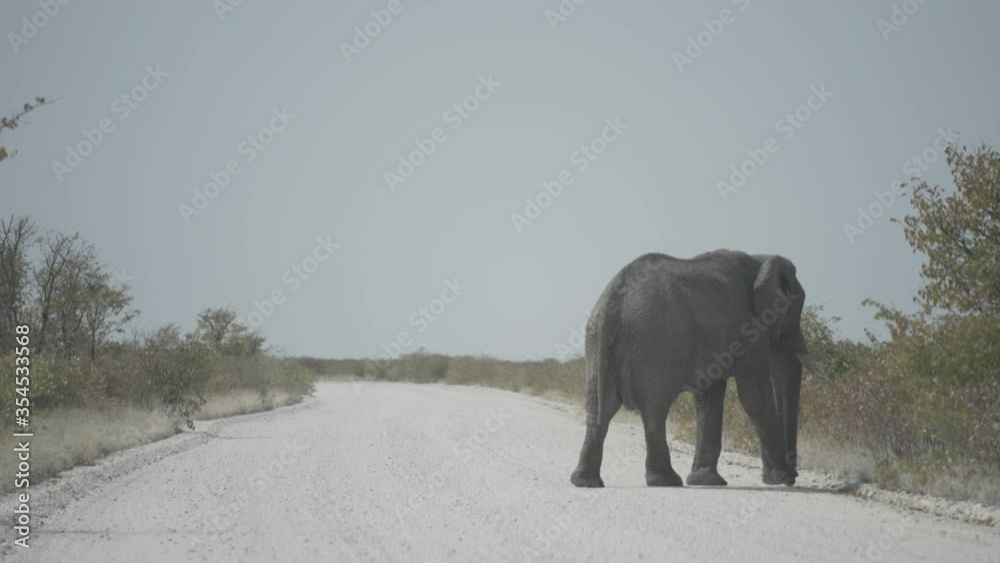 Elefanten kreuzen Schotterstraße im Etosha Nationalpark in Namibia Elefanten kreuzen Schotterstraße im Etosha Nationalpark in Namibia