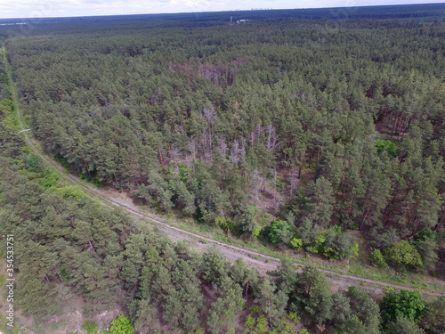 Pine forest (drone aerial image). Near Kiev,Ukraine