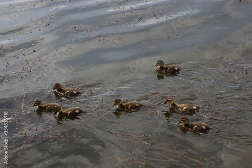  Little ducklings swim on the lake in spring