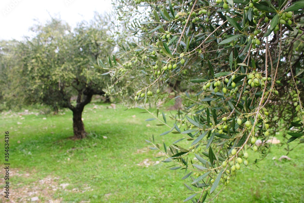 Koroneiki olives on olive tree in Messinia, Peloponnese, Greece. Koroneiki olives on olive tree in Messinia, Peloponnese, Greece.