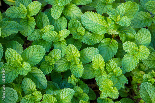 mint leaves background