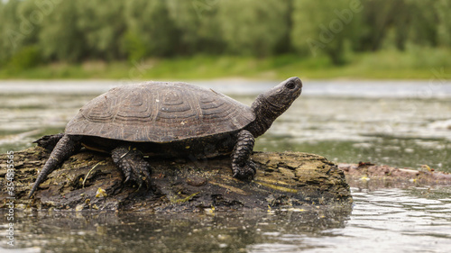 old lake turtle basks on a log, summer