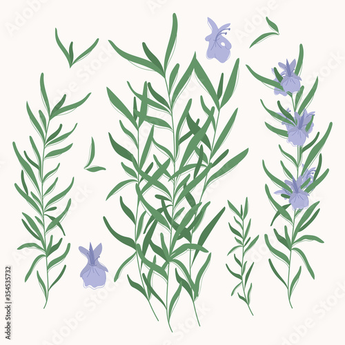 Rosemary elements. rosemary herbs isolated