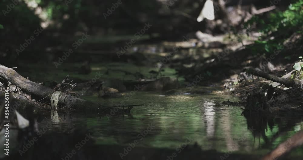 Little river and its immediate surroundings.