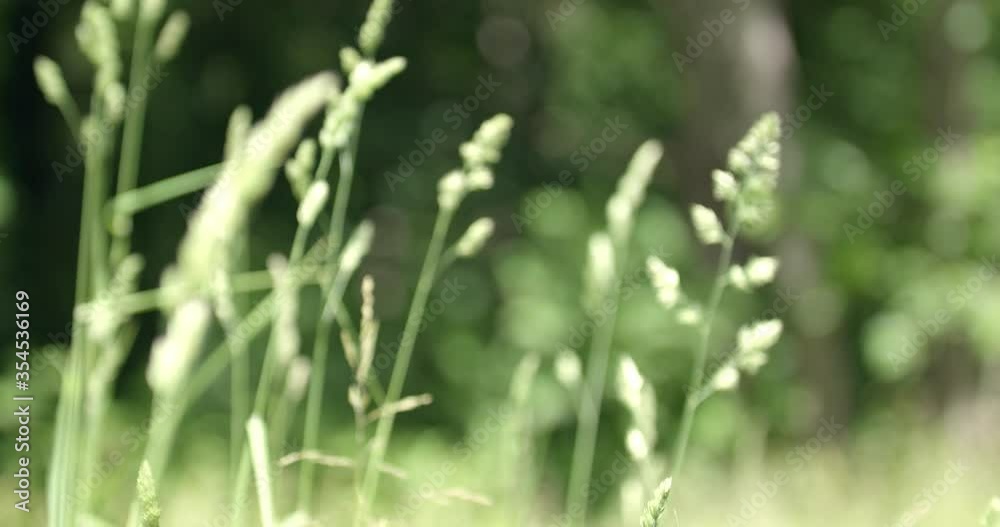 Focus shift between different straws of green grass in sunlight Focus shift between different straws of green grass in sunlight