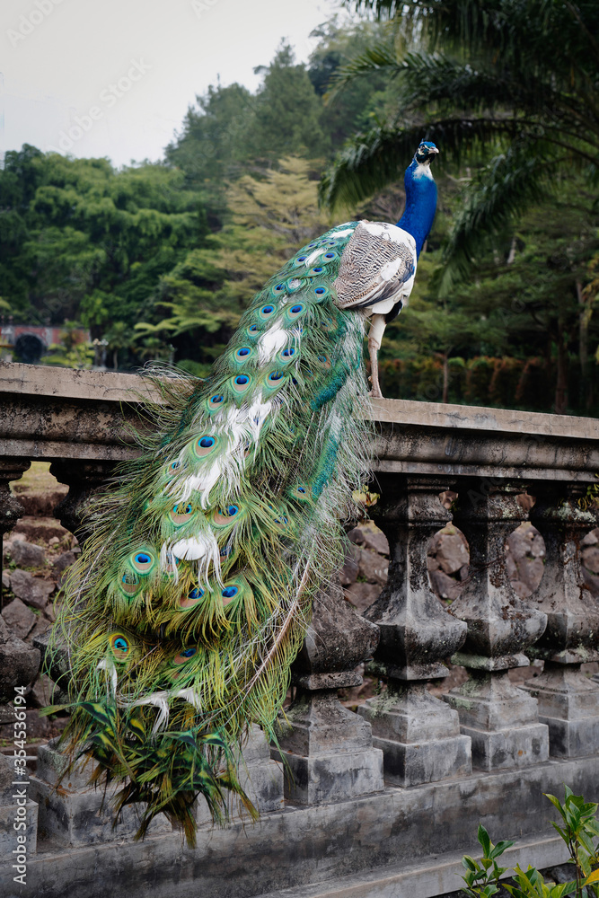 Obraz premium A peacock Standing on balcony railings with green trees in background, portrait orientation.