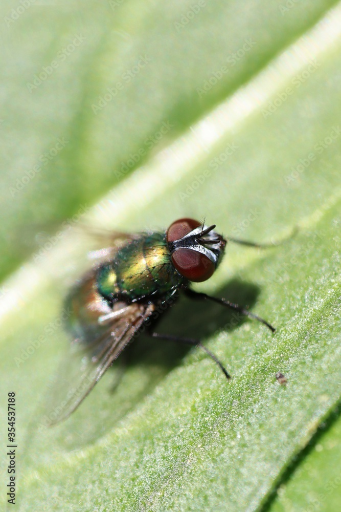 Green bottle fly resting on a green leaf. Macro. Green bottle fly resting on a green leaf. Macro.