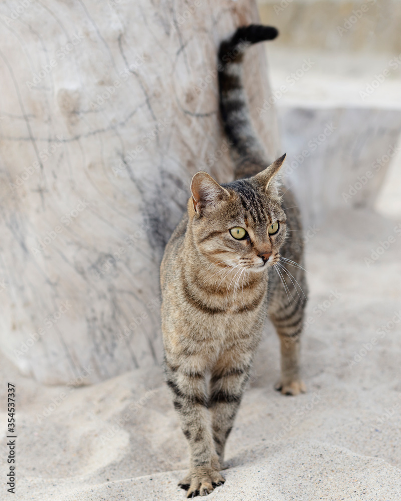 Obraz premium Cute funny cat is sitting on the beach against the sea and the horizon.