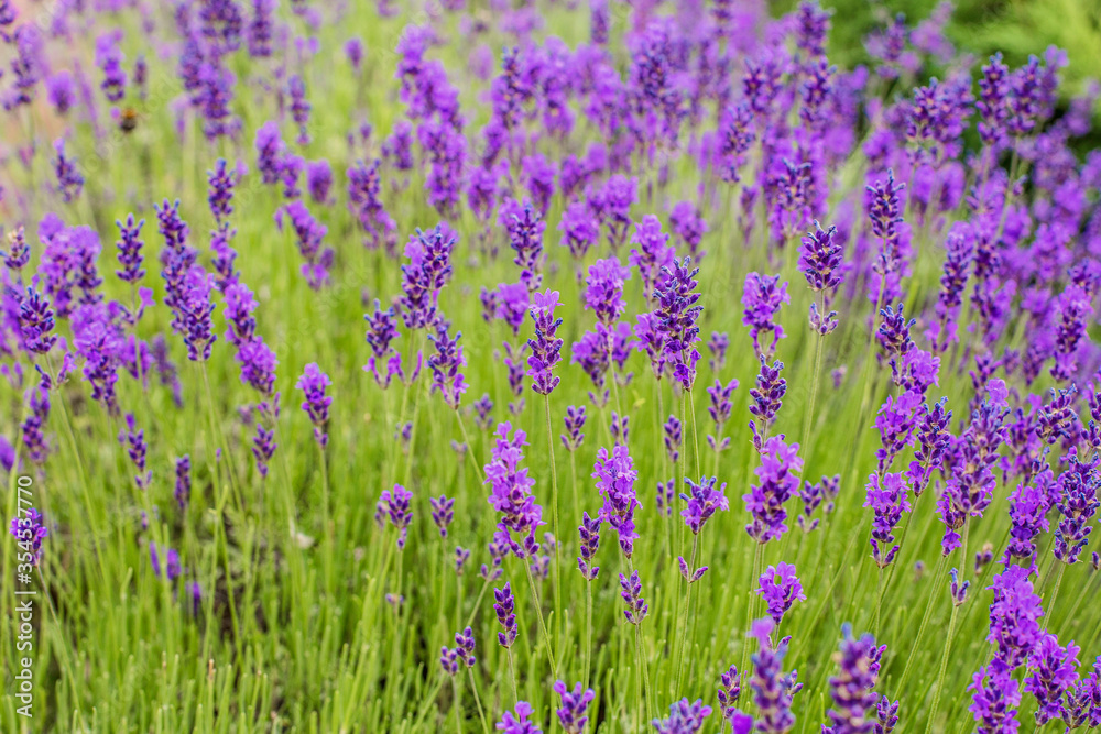 Naklejka premium Lavender flowers in the soft morning light. Lavender background, wallpaper