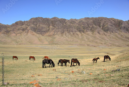 Wild horses in the mountains. Kazakhstan © Oleh