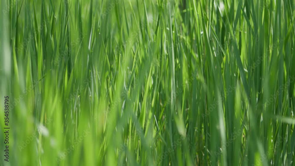 Tall green grass in the spring sun. Tall green grass in the spring sun.