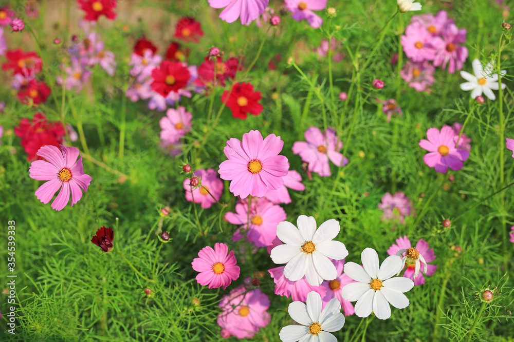 Beautiful cosmos flower blooming in the summer garden field in nature.