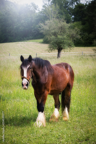 Shire Horse