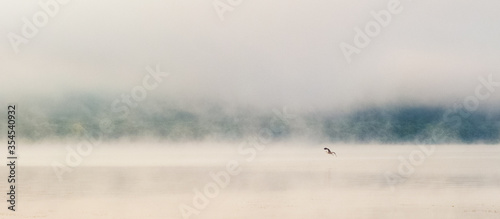 stork flies over a misty river